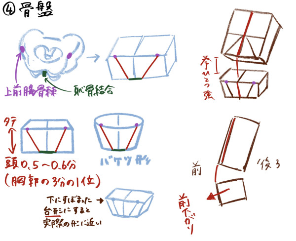 ちょこっと解剖学で学ぶ骨盤